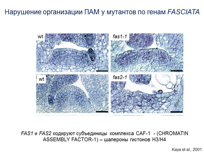 fas1-1 fas2-1 wt wt Нарушение организации ПАМ у мутантов по генам FASCIATA  FAS1